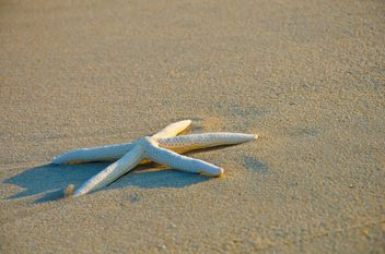 starfish on the beach - Free image #330017